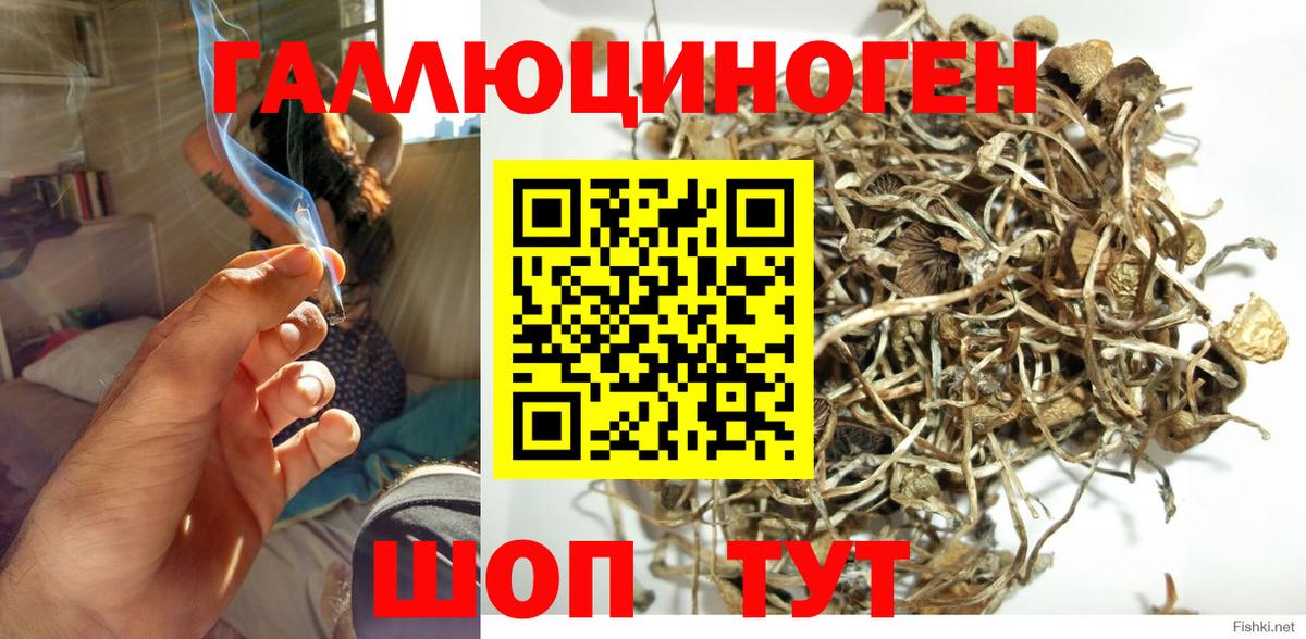 Галлюциногенные грибы Psilocybe Саров