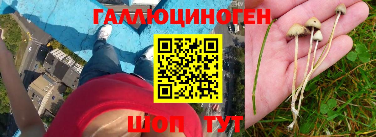 наркота  Вход с VPN  Саров  Галлюциногенные грибы Cubensis 